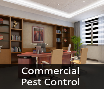 Commercial Pest Control, Pest Control For Homes and Businesses