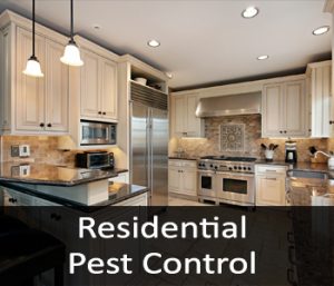 Residential Pest Control, Pest Control For Homes and Businesses