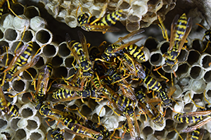 Wasps, Wasp Nest, Memphis TN Pest Control Company Who Eliminates Wasps